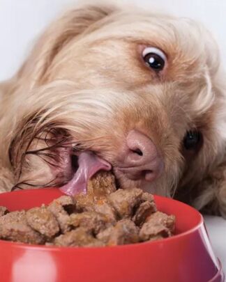 Cibo umido per cani